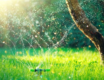 Lawn Watering Tips: How Much is Too Much?