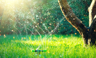 Lawn Watering Tips: How Much is Too Much?