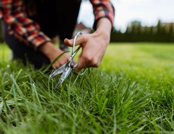 DIY Lawn Care vs. Professional Services: What's Best for You?