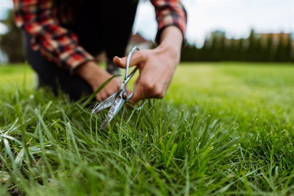 DIY Lawn Care vs. Professional Services: What's Best for You?