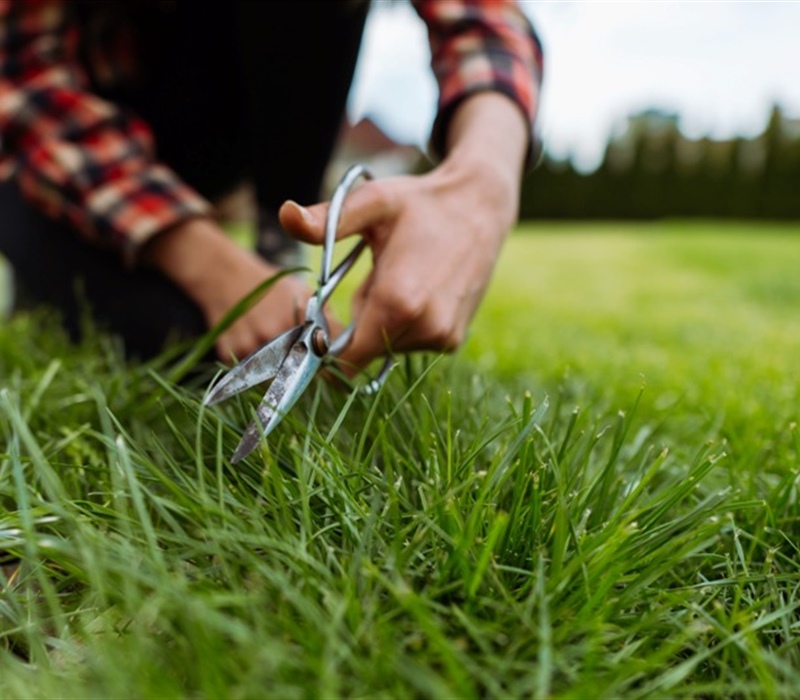DIY Lawn Care vs. Professional Services: What's Best for You?
