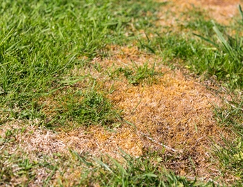 Tackling Common Lawn Diseases: Effective Identification & Solutions