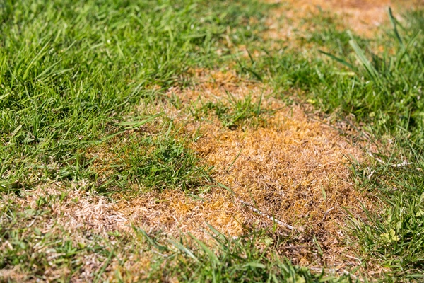 Tackling Common Lawn Diseases: Effective Identification & Solutions