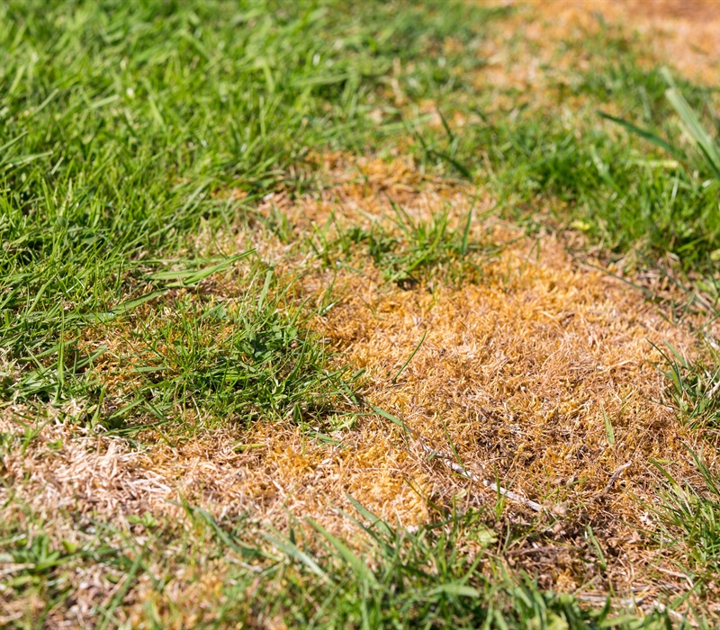 Tackling Common Lawn Diseases: Effective Identification & Solutions