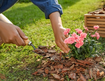 Mulching Mastery: Transform Your Lawn With Expert Tips & Eco-Friendly Practices
