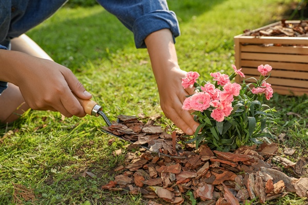 Mulching Mastery: Transform Your Lawn With Expert Tips & Eco-Friendly Practices