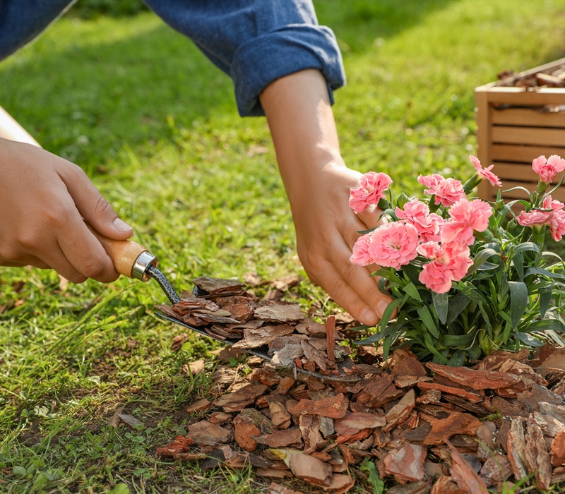 Mulching Mastery: Transform Your Lawn With Expert Tips & Eco-Friendly Practices