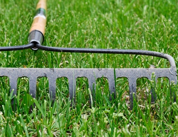 Best Lawn Dethatching Tools for Homeowners