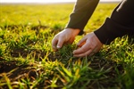 How Lawn Aeration Improves Soil Compaction for Healthier Lawns