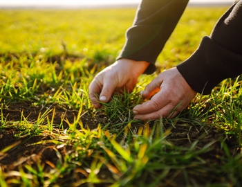 How Lawn Aeration Improves Soil Compaction for Healthier Lawns