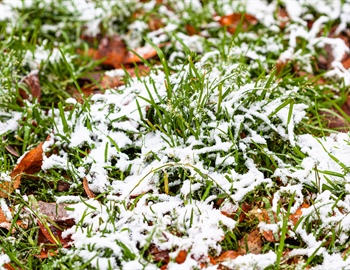 Spring Lawn Care Risks: Why Skipping Cleanup Costs More Than You Think