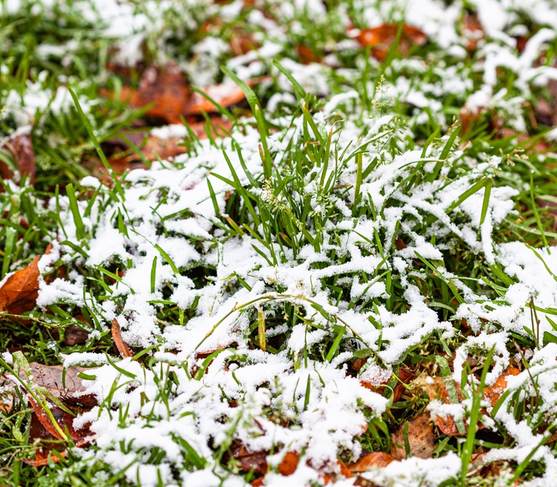 Spring Lawn Care Risks: Why Skipping Cleanup Costs More Than You Think