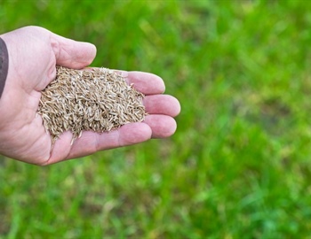 Choosing the Right Grass Type for Your Lawn