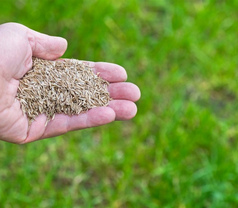 Choosing the Right Grass Type for Your Lawn