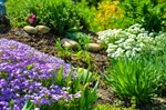 Maximize Garden Health with Mulch: Enhance Aesthetics, Conserve Water & More