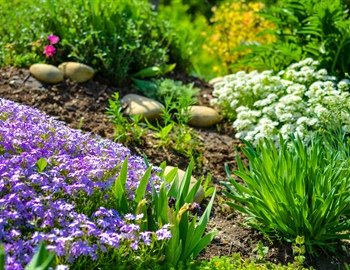Maximize Garden Health with Mulch: Enhance Aesthetics, Conserve Water & More