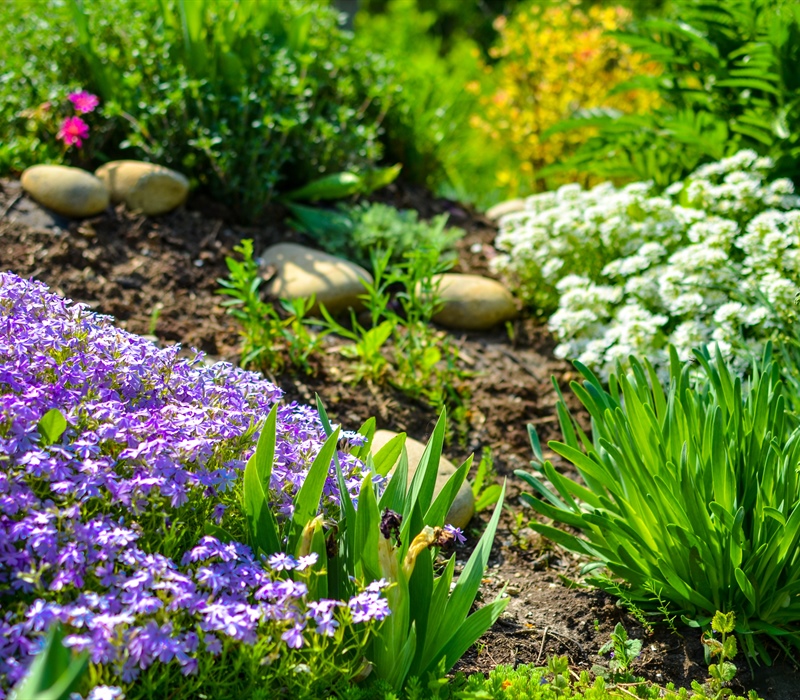 Maximize Garden Health with Mulch: Enhance Aesthetics, Conserve Water & More