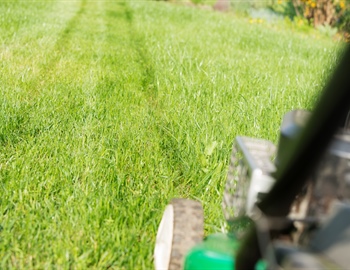 Professional Lawn Care in Shakopee: What to Expect