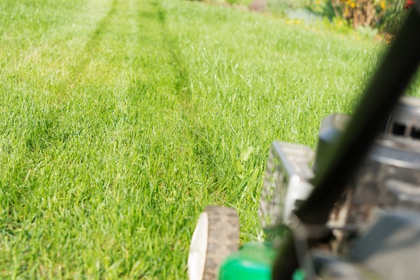 Professional Lawn Care in Shakopee: What to Expect