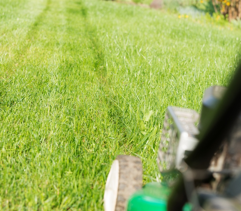 Professional Lawn Care in Shakopee: What to Expect