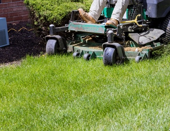 Lawn Care Maintenance Plans: What to Look for Before You Choose