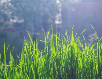Lawn Renovation: When and How to Revive Your Grass