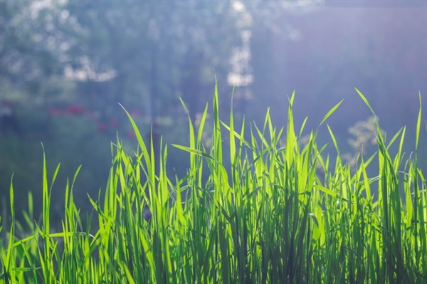 Lawn Renovation: When and How to Revive Your Grass