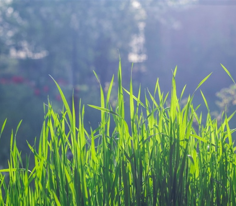 Lawn Renovation: When and How to Revive Your Grass
