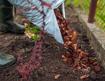 Common Mulch Installation Mistakes That Harm Plant Health