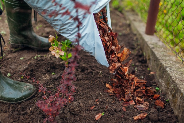 Common Mulch Installation Mistakes That Harm Plant Health