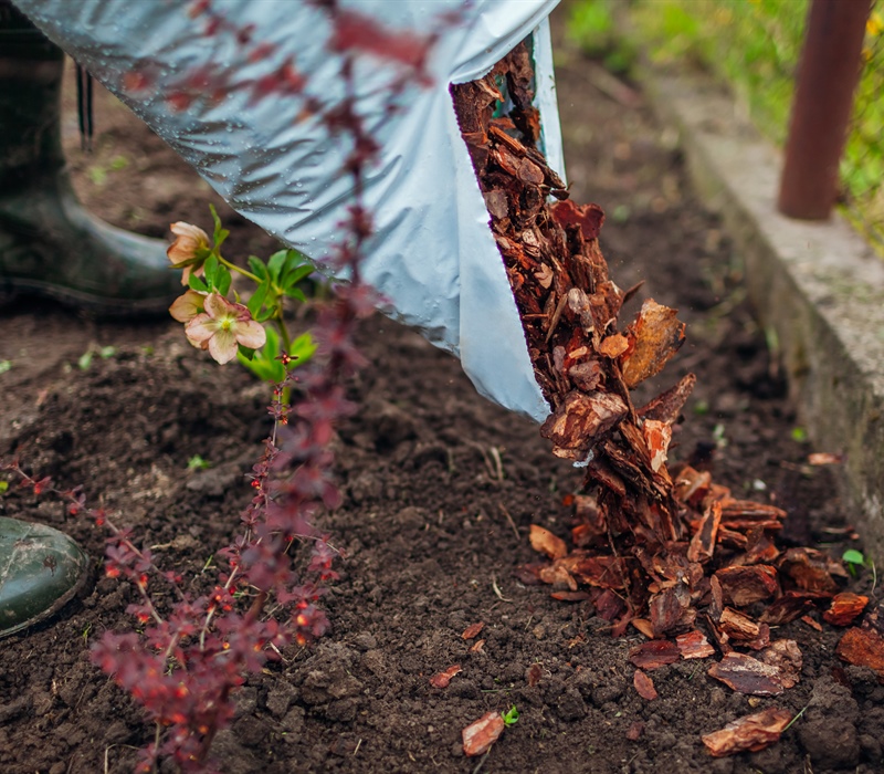 Common Mulch Installation Mistakes That Harm Plant Health