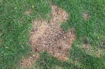 Can Over-Fertilizing Damage Your Lawn and How Can You Fix It?
