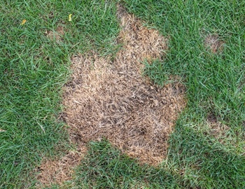 Can Over-Fertilizing Damage Your Lawn and How Can You Fix It?