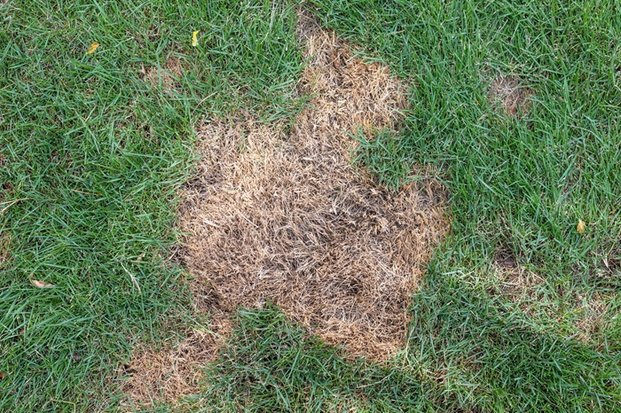 Can Over-Fertilizing Damage Your Lawn and How Can You Fix It?