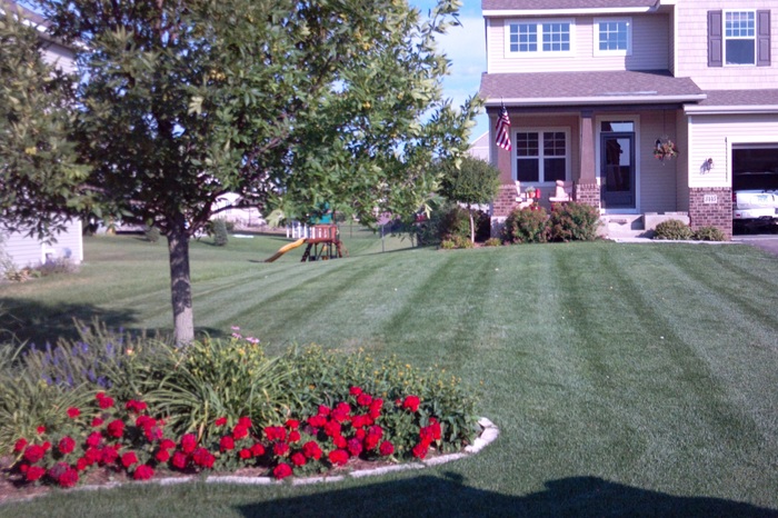 How Does The Timing of Watering Your Lawn Affect Nutrient Absorption?