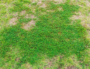 What Causes Patchy Grass Growth Even When You Fertilize Regularly?