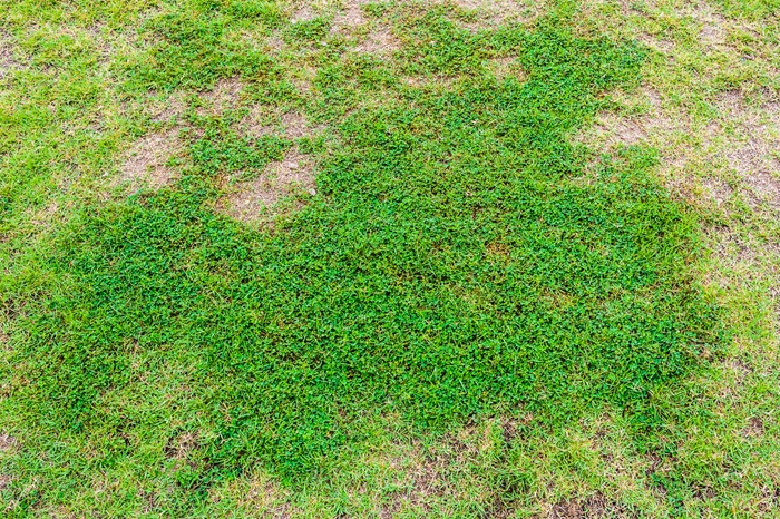 What Causes Patchy Grass Growth Even When You Fertilize Regularly?