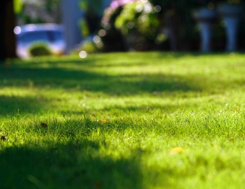 Creating a Drought-Resistant Lawn: Strategies and Tips