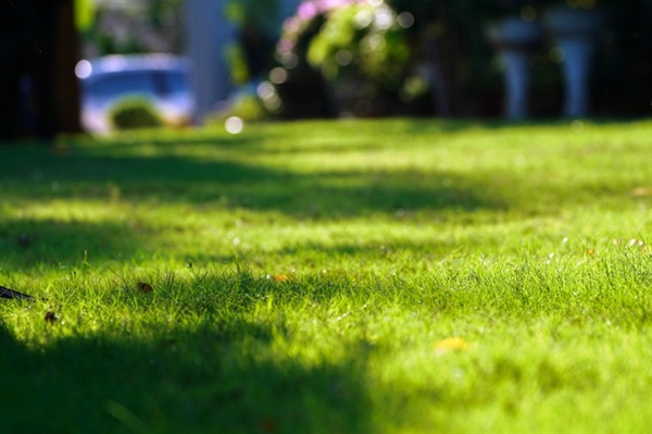 Creating a Drought-Resistant Lawn: Strategies and Tips