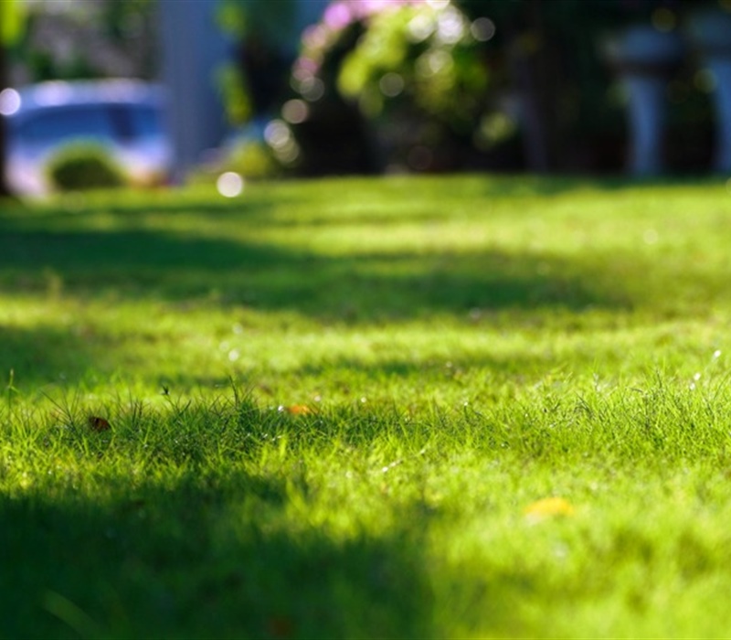 Creating a Drought-Resistant Lawn: Strategies and Tips