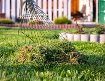 What Is Thatch, and How Can It Affect Your Lawn's Health?