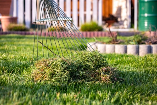 What Is Thatch, and How Can It Affect Your Lawn's Health?