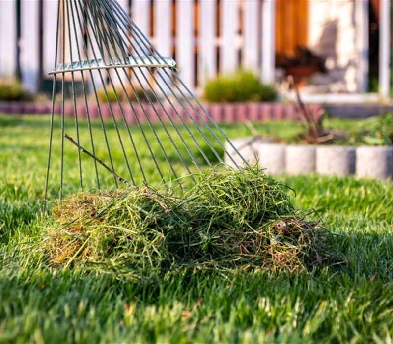 What Is Thatch, and How Can It Affect Your Lawn's Health?