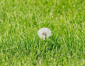 Effective Weed Control Strategies for a Pristine Lawn