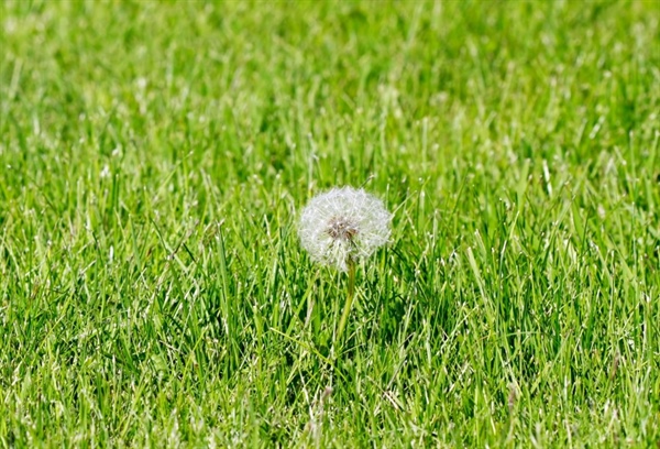 Effective Weed Control Strategies for a Pristine Lawn