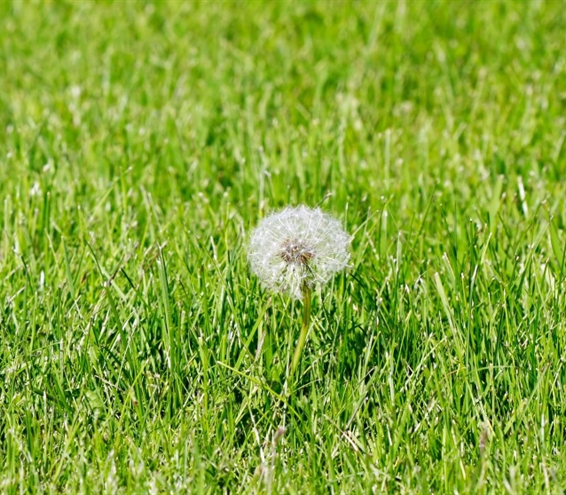 Effective Weed Control Strategies for a Pristine Lawn