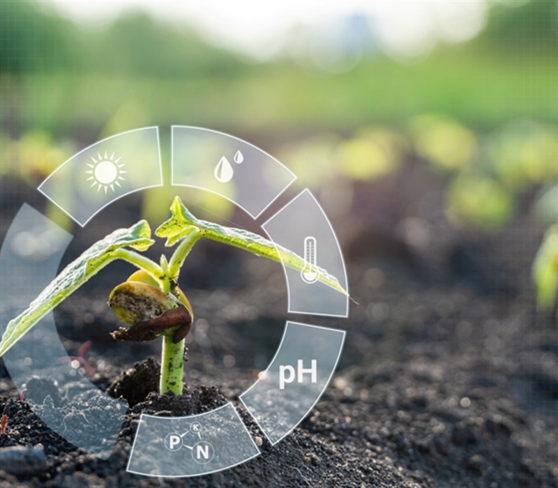 The Role of Soil pH in Lawn Health and How to Adjust It