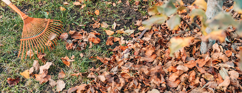 Fall leaves with Rake Image